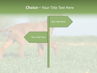 A Brown Dog Running Across A Lush Green Field PowerPoint Template
