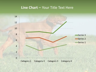 A Brown Dog Running Across A Lush Green Field PowerPoint Template