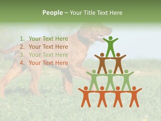 A Brown Dog Running Across A Lush Green Field PowerPoint Template