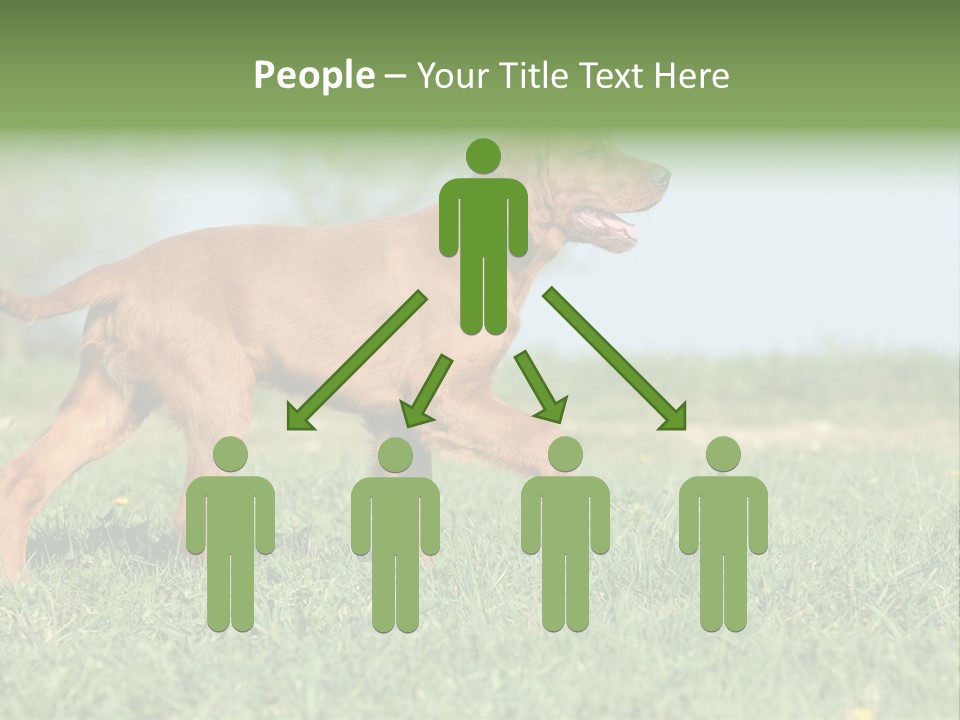 A Brown Dog Running Across A Lush Green Field PowerPoint Template