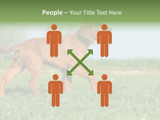 A Brown Dog Running Across A Lush Green Field PowerPoint Template