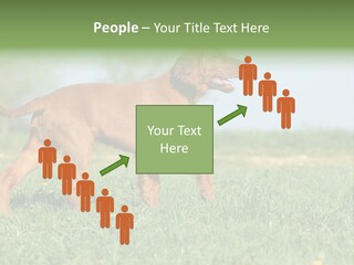 A Brown Dog Running Across A Lush Green Field PowerPoint Template