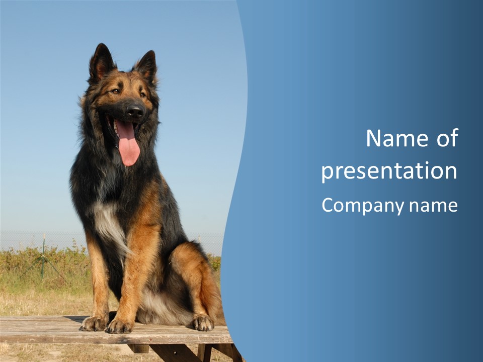 A Dog Sitting On Top Of A Wooden Bench PowerPoint Template
