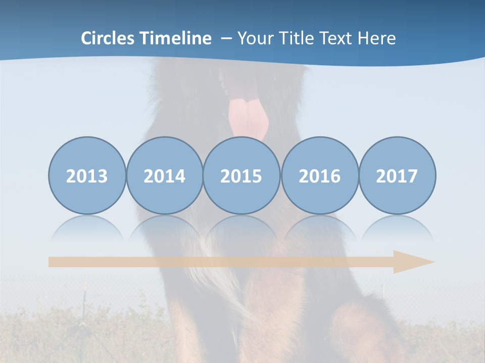 A Dog Sitting On Top Of A Wooden Bench PowerPoint Template