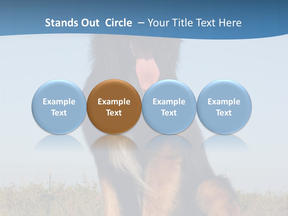 A Dog Sitting On Top Of A Wooden Bench PowerPoint Template