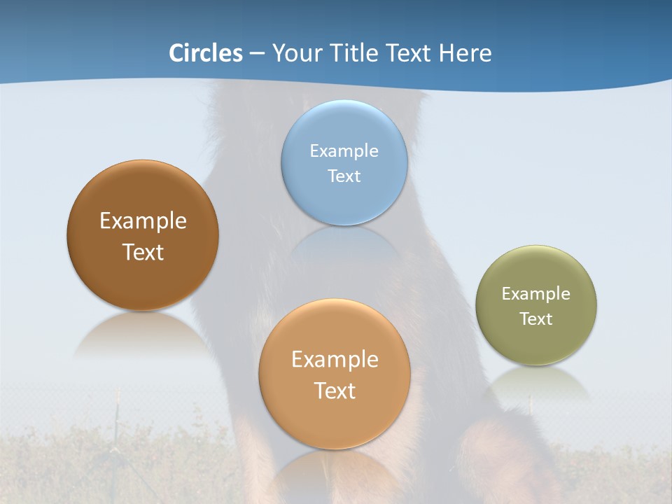 A Dog Sitting On Top Of A Wooden Bench PowerPoint Template