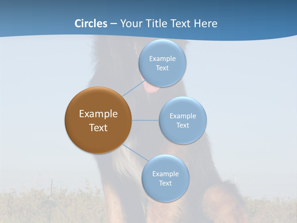 A Dog Sitting On Top Of A Wooden Bench PowerPoint Template