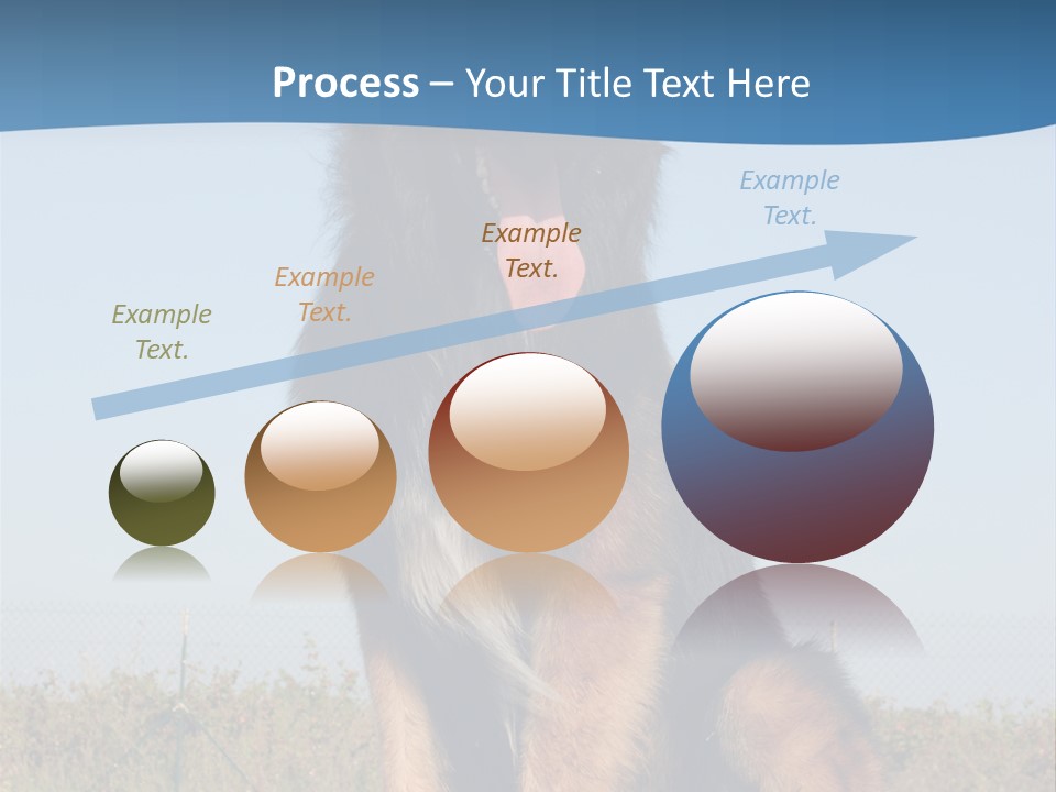 A Dog Sitting On Top Of A Wooden Bench PowerPoint Template