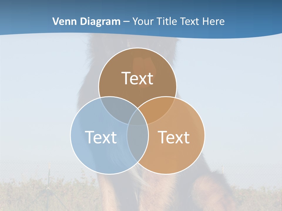 A Dog Sitting On Top Of A Wooden Bench PowerPoint Template