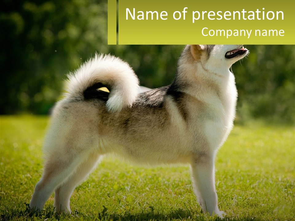 A Dog Standing In The Grass With A Sign In Front Of It PowerPoint Template