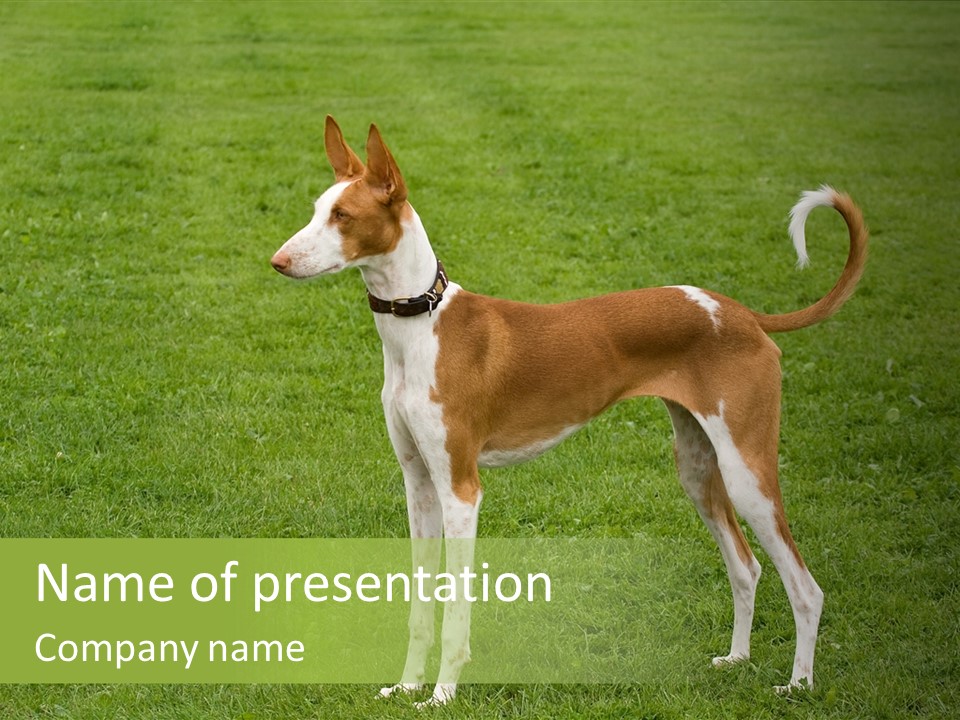 A Brown And White Dog Standing On Top Of A Lush Green Field PowerPoint Template