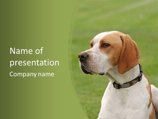 A Brown And White Dog Sitting On Top Of A Green Field PowerPoint Template