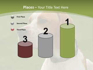 A Brown And White Dog Sitting On Top Of A Green Field PowerPoint Template