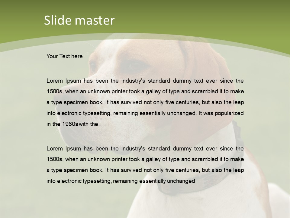 A Brown And White Dog Sitting On Top Of A Green Field PowerPoint Template