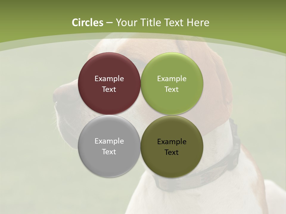 A Brown And White Dog Sitting On Top Of A Green Field PowerPoint Template