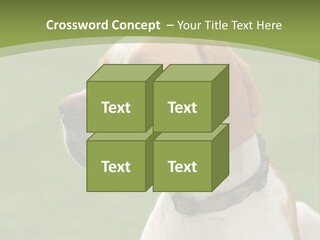 A Brown And White Dog Sitting On Top Of A Green Field PowerPoint Template