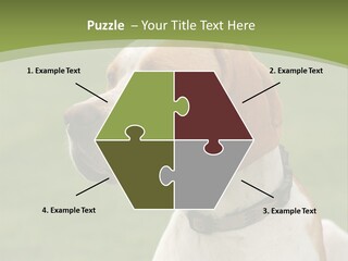 A Brown And White Dog Sitting On Top Of A Green Field PowerPoint Template