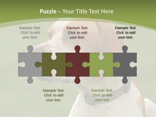 A Brown And White Dog Sitting On Top Of A Green Field PowerPoint Template