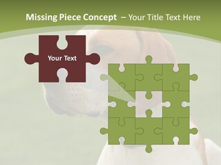 A Brown And White Dog Sitting On Top Of A Green Field PowerPoint Template