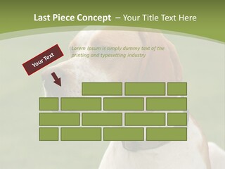 A Brown And White Dog Sitting On Top Of A Green Field PowerPoint Template