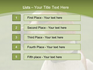 A Brown And White Dog Sitting On Top Of A Green Field PowerPoint Template