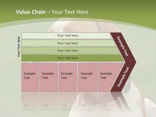 A Brown And White Dog Sitting On Top Of A Green Field PowerPoint Template