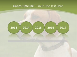 A Brown And White Dog Sitting On Top Of A Green Field PowerPoint Template