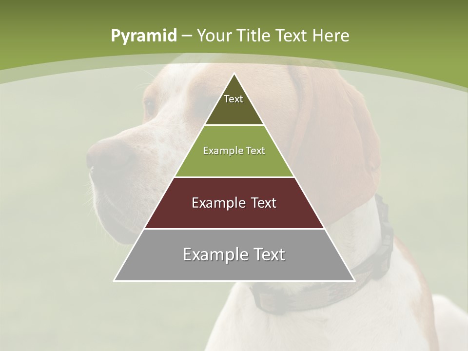 A Brown And White Dog Sitting On Top Of A Green Field PowerPoint Template