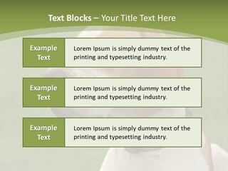 A Brown And White Dog Sitting On Top Of A Green Field PowerPoint Template