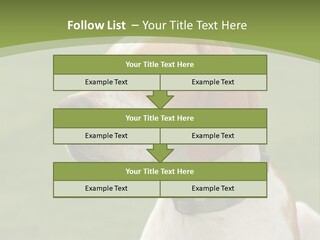 A Brown And White Dog Sitting On Top Of A Green Field PowerPoint Template