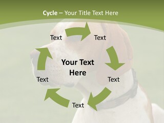 A Brown And White Dog Sitting On Top Of A Green Field PowerPoint Template