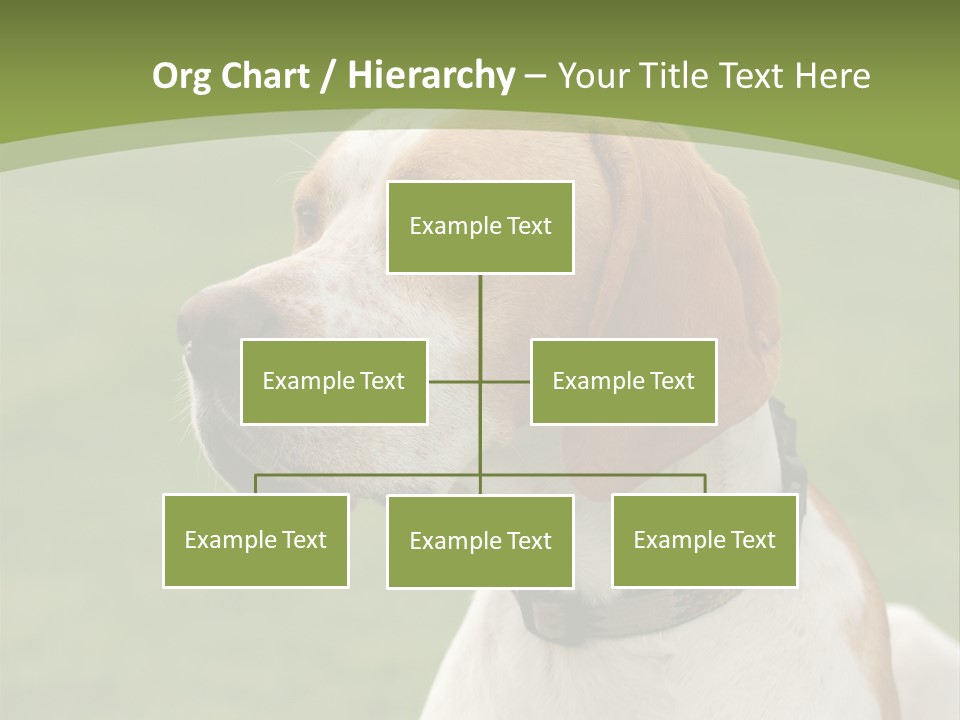 A Brown And White Dog Sitting On Top Of A Green Field PowerPoint Template