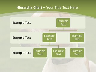 A Brown And White Dog Sitting On Top Of A Green Field PowerPoint Template