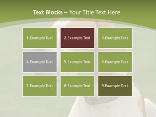 A Brown And White Dog Sitting On Top Of A Green Field PowerPoint Template