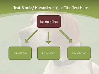 A Brown And White Dog Sitting On Top Of A Green Field PowerPoint Template