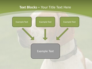 A Brown And White Dog Sitting On Top Of A Green Field PowerPoint Template