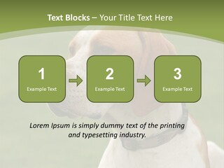 A Brown And White Dog Sitting On Top Of A Green Field PowerPoint Template