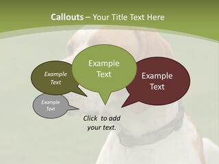 A Brown And White Dog Sitting On Top Of A Green Field PowerPoint Template