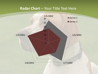 A Brown And White Dog Sitting On Top Of A Green Field PowerPoint Template
