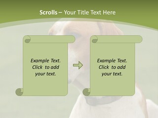 A Brown And White Dog Sitting On Top Of A Green Field PowerPoint Template