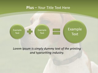 A Brown And White Dog Sitting On Top Of A Green Field PowerPoint Template