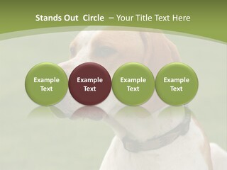 A Brown And White Dog Sitting On Top Of A Green Field PowerPoint Template