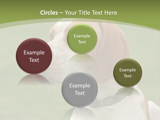 A Brown And White Dog Sitting On Top Of A Green Field PowerPoint Template