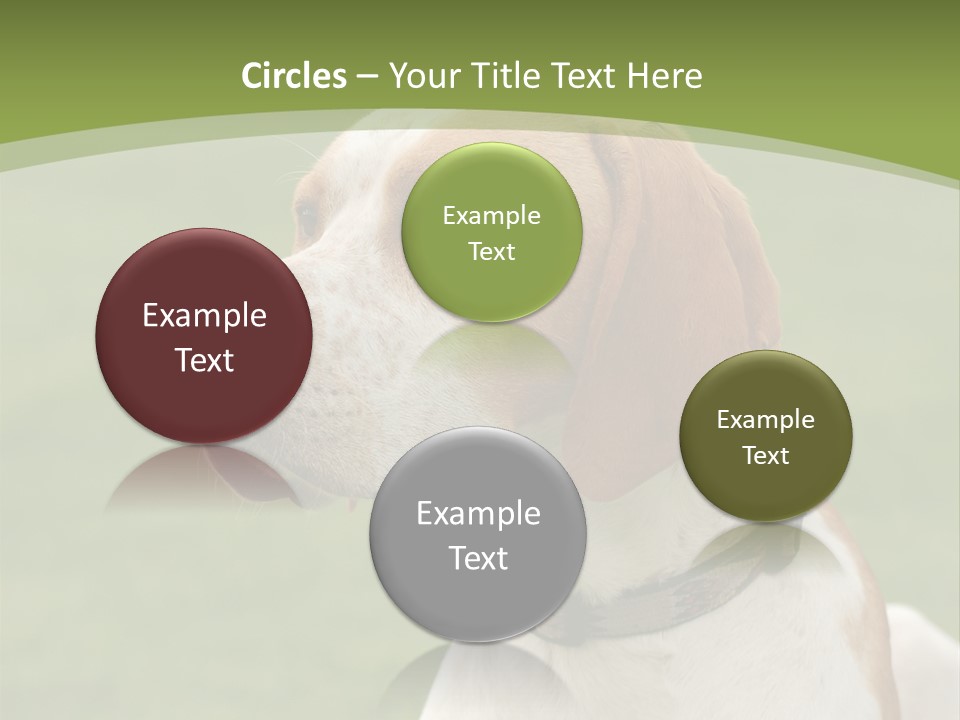 A Brown And White Dog Sitting On Top Of A Green Field PowerPoint Template