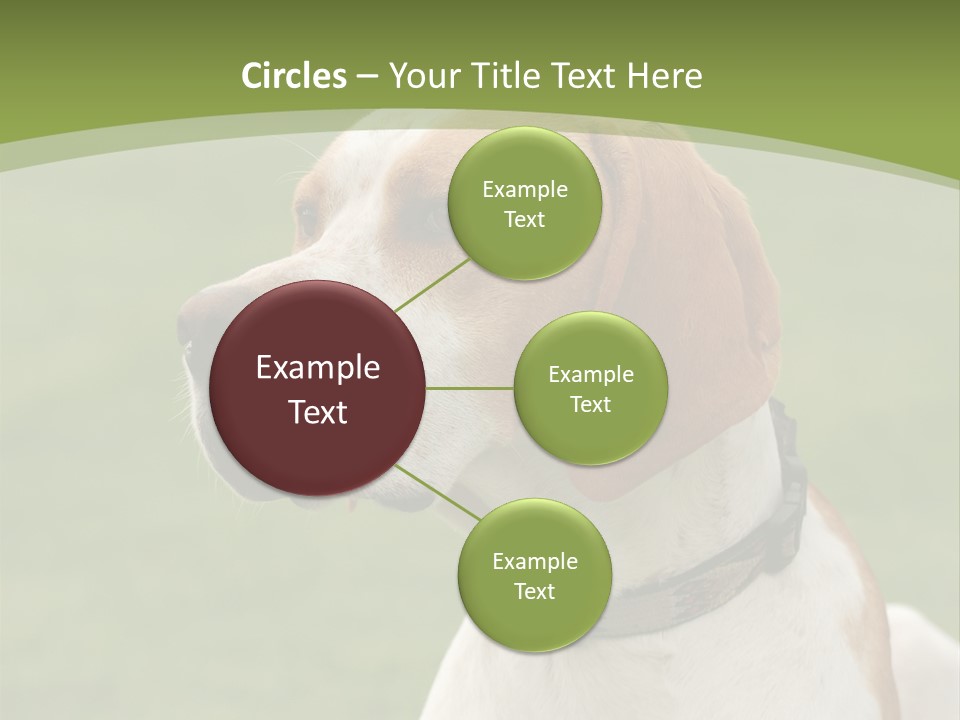 A Brown And White Dog Sitting On Top Of A Green Field PowerPoint Template