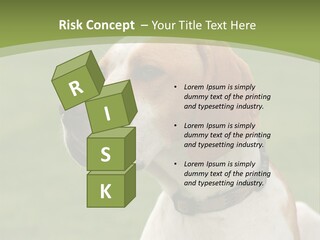 A Brown And White Dog Sitting On Top Of A Green Field PowerPoint Template