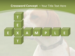 A Brown And White Dog Sitting On Top Of A Green Field PowerPoint Template