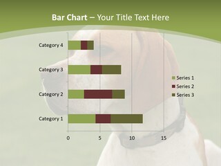 A Brown And White Dog Sitting On Top Of A Green Field PowerPoint Template