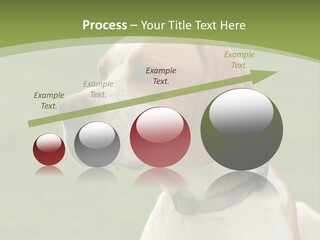 A Brown And White Dog Sitting On Top Of A Green Field PowerPoint Template