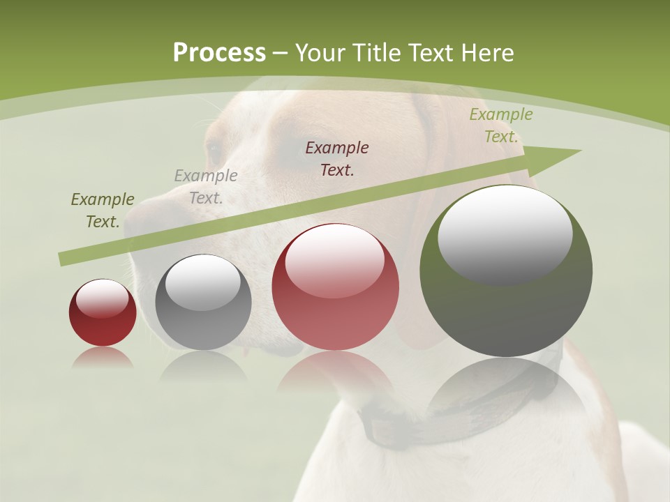 A Brown And White Dog Sitting On Top Of A Green Field PowerPoint Template